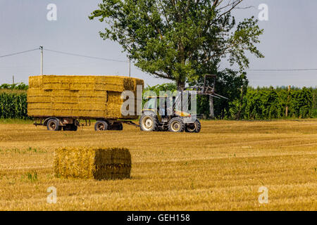 Traktor sammelt die Heuballen aus dem Feld und lädt sie auf dem Anhänger Stockfoto