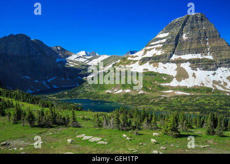 Bergziegen und Bearhat Berg über versteckten See im Glacier National Park, montana Stockfoto