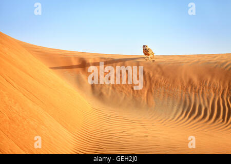 Wüste Uhu sitzen auf einer Düne in Dubai Desert Conservation Reserve, Vereinigte Arabische Emirate Stockfoto