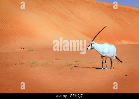 Oryx-Antilopen oder arabische Antilope in Desert Conservation Reserve in der Nähe von Dubai, Vereinigte Arabische Emirate Stockfoto