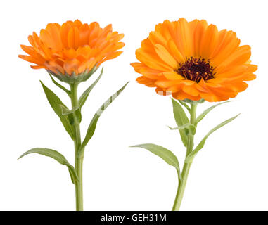 Calendula. Ringelblumen mit Blättern isoliert auf weiss Stockfoto