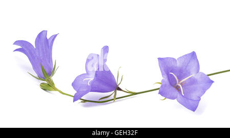 Glockenblumen, isoliert auf weiss. Campanula rotundifolia Stockfoto