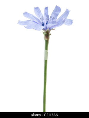 wilde Zichorie Blume auf einem weißen Hintergrund Stockfoto