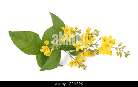 Garten-Gilbweiderich isoliert auf weiss Stockfoto