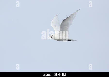 Juvenile Elfenbein Möwe im Flug Stockfoto