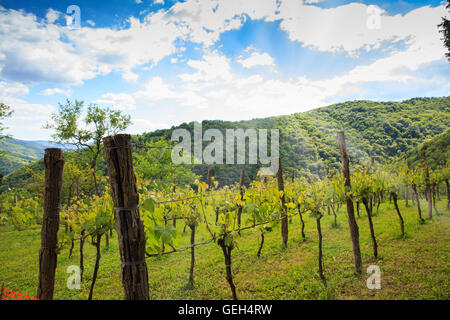 Blick auf Weinberge in der slowenischen Landschaft Stockfoto