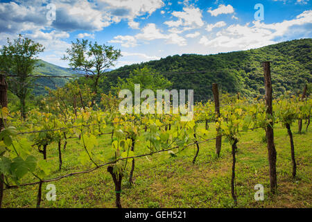 Blick auf Weinberge in der slowenischen Landschaft Stockfoto