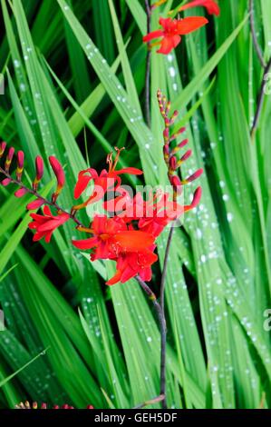 Regentropfen auf Blätter und Blüten von Crocosmia Spitfire Montbretia erinnert an Stockfoto