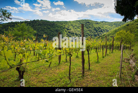 Blick auf Weinberge in der slowenischen Landschaft Stockfoto