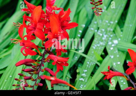 Regentropfen auf Blätter und Blüten von Crocosmia Spitfire Montbretia erinnert an Stockfoto