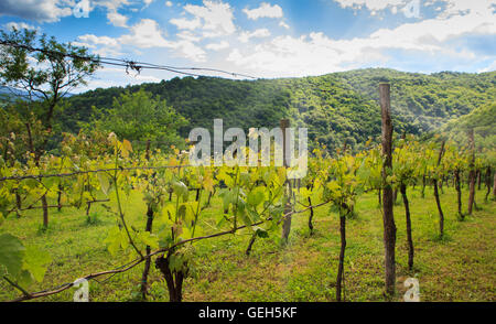 Blick auf Weinberge in der slowenischen Landschaft Stockfoto