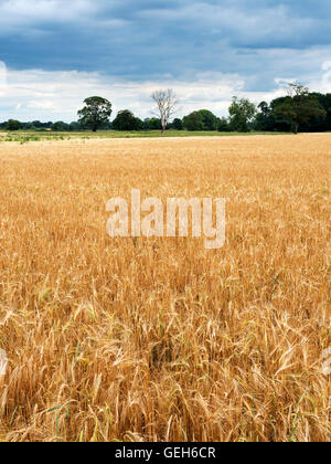 Gerste Ernte in einem Feld bei Commissioner in der Nähe von Boroughbridge North Yorkshire England Stockfoto