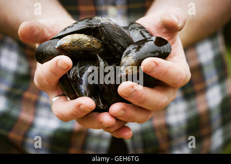 Nahaufnahme von einem Koch frische schwarze Muscheln in den Händen hält. Stockfoto