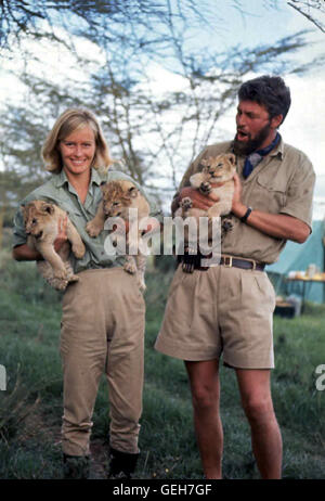 Virginia McKenna, Bill Travers Wildhüter ueberlegen George (Bill Travers) Und Joy Adams (Virginia McKenna) Zieht Drei Mutterlose Löwenbabies Auf. Lokalen Caption *** geboren 1966, frei, Frei Geboren - Koenigin Der Herdenstrukturen Stockfoto