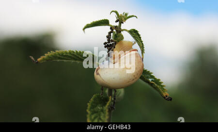 Schnecke mit grünen Blätter am Ast hautnah Stockfoto