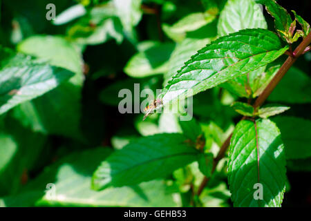 HOVERFLY AUF EINEM MINZBLATT. Stockfoto