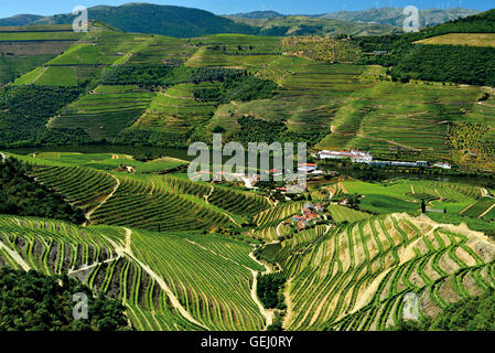 Portugal: Grüne Weinberge und Terrassen des Douro-Tals Stockfoto