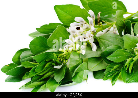 Blätter und Blüten der Bohne Stockfoto