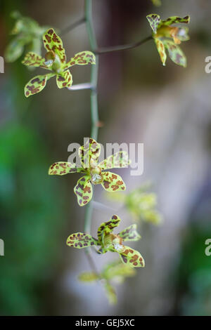Foto Green Tropycal Orchidee auf den unscharfen Hintergrund. Wilde Natur Flores. Vertikale Bild. Stockfoto