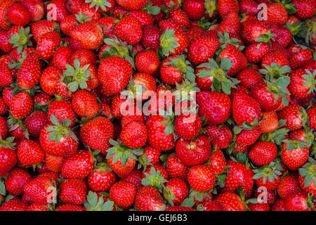 Frische reife perfekte Erdbeere - essen Rahmenhintergrund aus erntefrischen Erdbeeren. Stockfoto