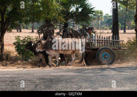 Burmesische Mann auf einem Ochsenkarren, gezogen von zwei Zebus (Bos Primigenius Indicus) im zentralen Myanmar. Stockfoto