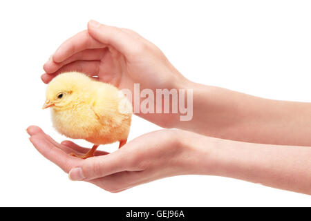 Nahaufnahme von weiblichen Händen mit kleinen gelben Huhn isoliert auf weißem Hintergrund Stockfoto