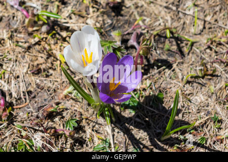 Zwei alpine Frühlingsblumen Krokus (Crocus Vernus Albiflorus) in weiß und violett. Stockfoto