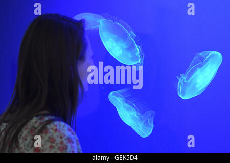 Karlsruhe, Deutschland. 26. Juli 2016. Gemeinsamen Quallen schwimmen durch ein Aquarium in der neuen Dauerausstellung "Form und Funktion - die Natur als Modell" im Museum of Natural History in Karlsruhe, Deutschland, 26. Juli 2016. Foto: ULI DECK/Dpa (Achtung Redaktion: Embargo Bedingungen Dienstag, 26. Juli 2016 - 18:00) / Dpa/Alamy Live News Stockfoto