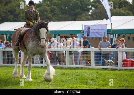 in der Nähe von Brockenhurst, Hampshire, UK. 26. Juli 2016. der erste Tag der neuen Gesamtstruktur & Hampshire County Show wie Tausende Veranstaltung findet an drei Tagen statt. Bildnachweis: Carolyn Jenkins/Alamy Live-Nachrichten Stockfoto