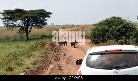 (160727)--NAIROBI, 27. Juli 2016 (Xinhua)--Touristen fahren ihr eigenes Auto Besuch der Nairobi-Nationalpark in Nairobi, der Hauptstadt Kenias, 26. Juli 2016. Kenia hat minimal Tierwelt Angriffe auf Menschen in Parks und Wildreservate Dank soliden Maßnahmen, die verstärkte Wachsamkeit und Öffentlichkeitsarbeit gehören, sagte ein Beamter am Dienstag.  (Xinhua/Li Baishun) (Wjd) Stockfoto