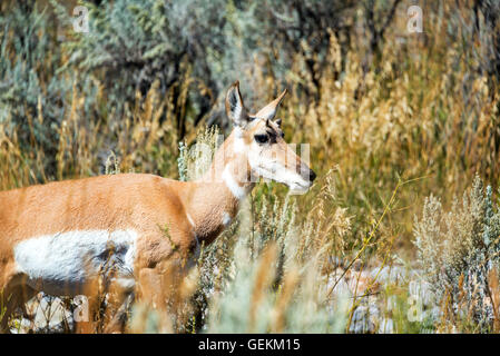 Detailansicht einer Pronghorn Antilope im Yellowstone National Park Stockfoto