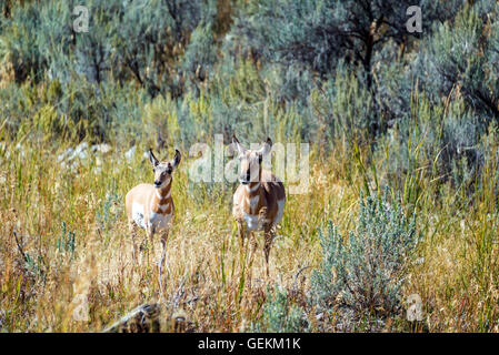 Ein paar der Pronghorn Antilope im Yellowstone National Park Stockfoto