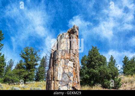 Blick auf die berühmte versteinerter Baum im Yellowstone National Park Stockfoto