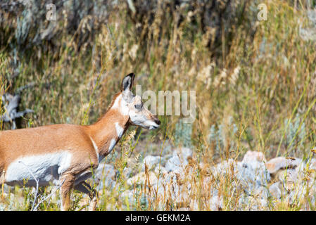 Höhenplan der eine junge Pronghorn Antilope im Yellowstone National Park Stockfoto