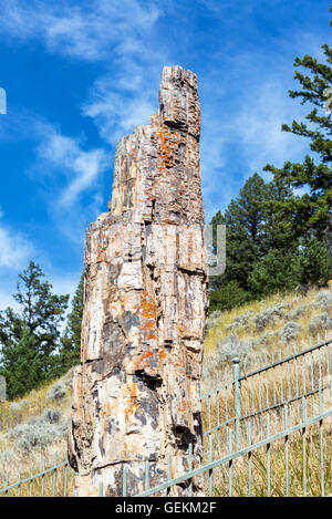 Senkrechten Blick auf die berühmte versteinerter Baum im Yellowstone National Park Stockfoto