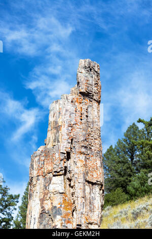 Vertikale Detailansicht des berühmten versteinerten Baumes im Yellowstone National Park Stockfoto