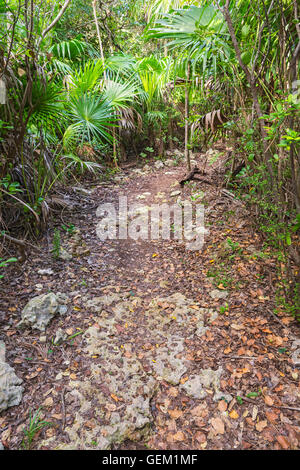 Florida, wenig kriechen-Taste (Marathon-Umgebung), Curry Hängematte State Park Nature Trail Stockfoto