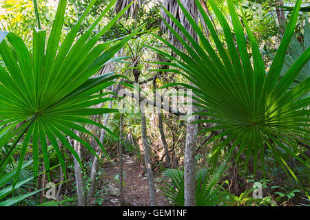 Florida, wenig kriechen-Taste (Marathon-Umgebung), Curry Hängematte State Park Nature Trail, Florida Thatch Palm (Thrinax Radiata) Stockfoto