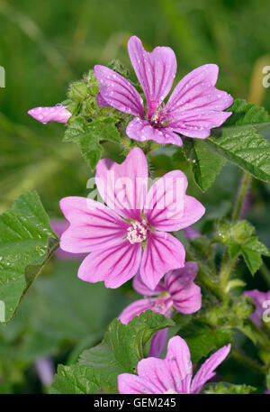 Malve - Malva Sylvestris rosa wilde Blume Stockfoto