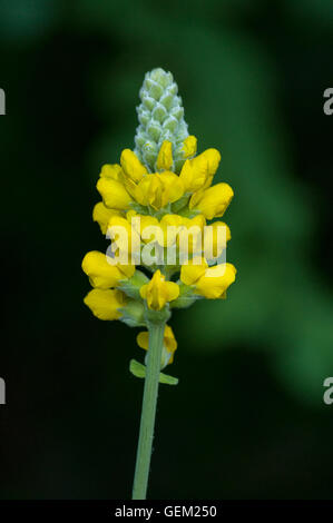 THERMOPSIS Villosa (eines T.Caroliniana), Carolina Lupine Stockfoto