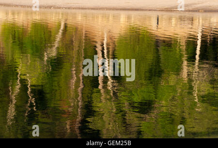 Reflexion von Bäumen in einem Teich. Walden Pond State Reservation, Concord, Massachusetts. Stockfoto