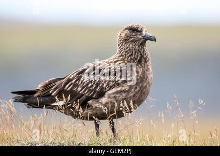 Great Skua (Stercorarius Skua) Stockfoto