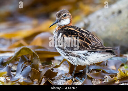 Red-necked Phalarope (Phalaropus Lobatus) Stockfoto