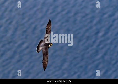 Wanderfalke überfliegt Ullswater im englischen Lake District Stockfoto