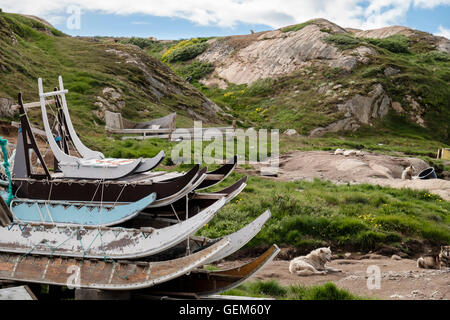 Traditionelle Inuit aus Holz Schlitten und Grönland Schlittenhunde (Canis Lupus Familiaris borealis) angekettet im Sommer im Freien. Sisimiut Grönland Stockfoto