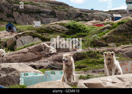 Grönland Schlittenhunde (Canis Lupus Familiaris Borealis) angekettet draußen im Sommer. Sisimiut (Holsteinsborg), Qeqqata, Grönland Stockfoto