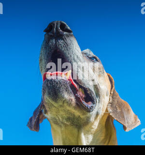 Hellbraun/Beige/Braun Dogge gegen blauen Himmel, Portrait, älteren Hund mit grauen Schnauze Stockfoto