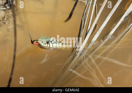 Ebenen-Strumpfband-Schlange, Thamnophis Radix, Theodore-Roosevelt-Nationalpark, South Unit, North Dakota, USA Stockfoto