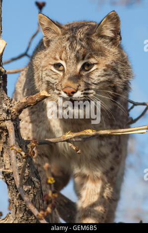 Bobcat, Luchs (Felis) Rufus, Baum, North Dakota, USA Stockfoto