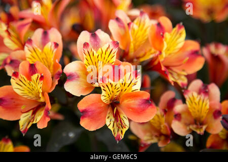 Alstroemeria 'Indian Summer' Tesronto auf dem Display an der RHS Wisley Gärten, Surrey, England, UK Stockfoto